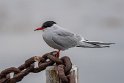 31 IJsland, Vigur eiland